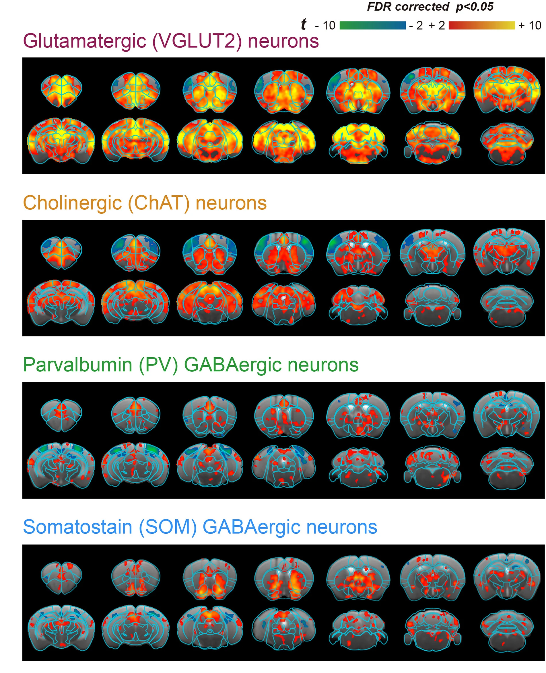 Open access visualization of Heatmap, BOLD Responses, Optogenetic Stimulation, Cell-Type-Specific Neurons, Basal Forebrain