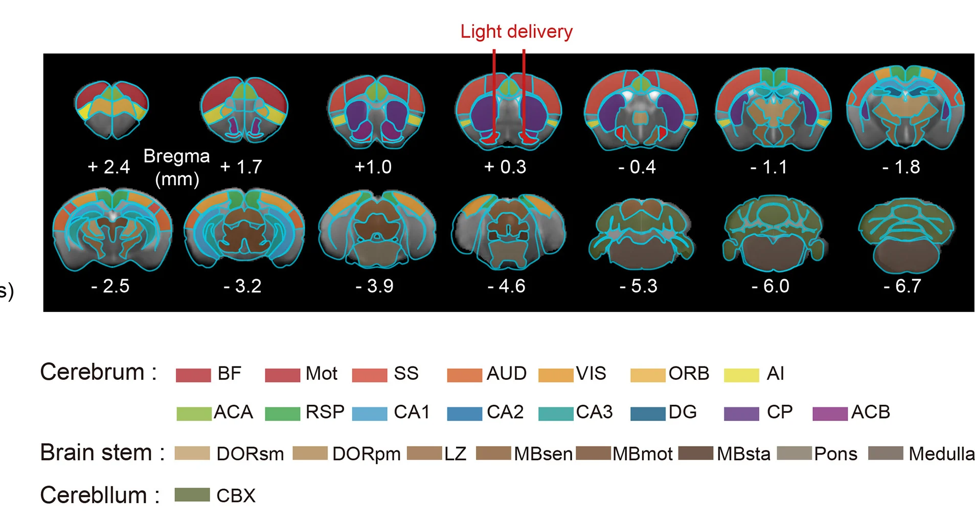 Open access visualization of Illustration, Region of Interest, CCFv3 Allen Mouse Brain Atlas