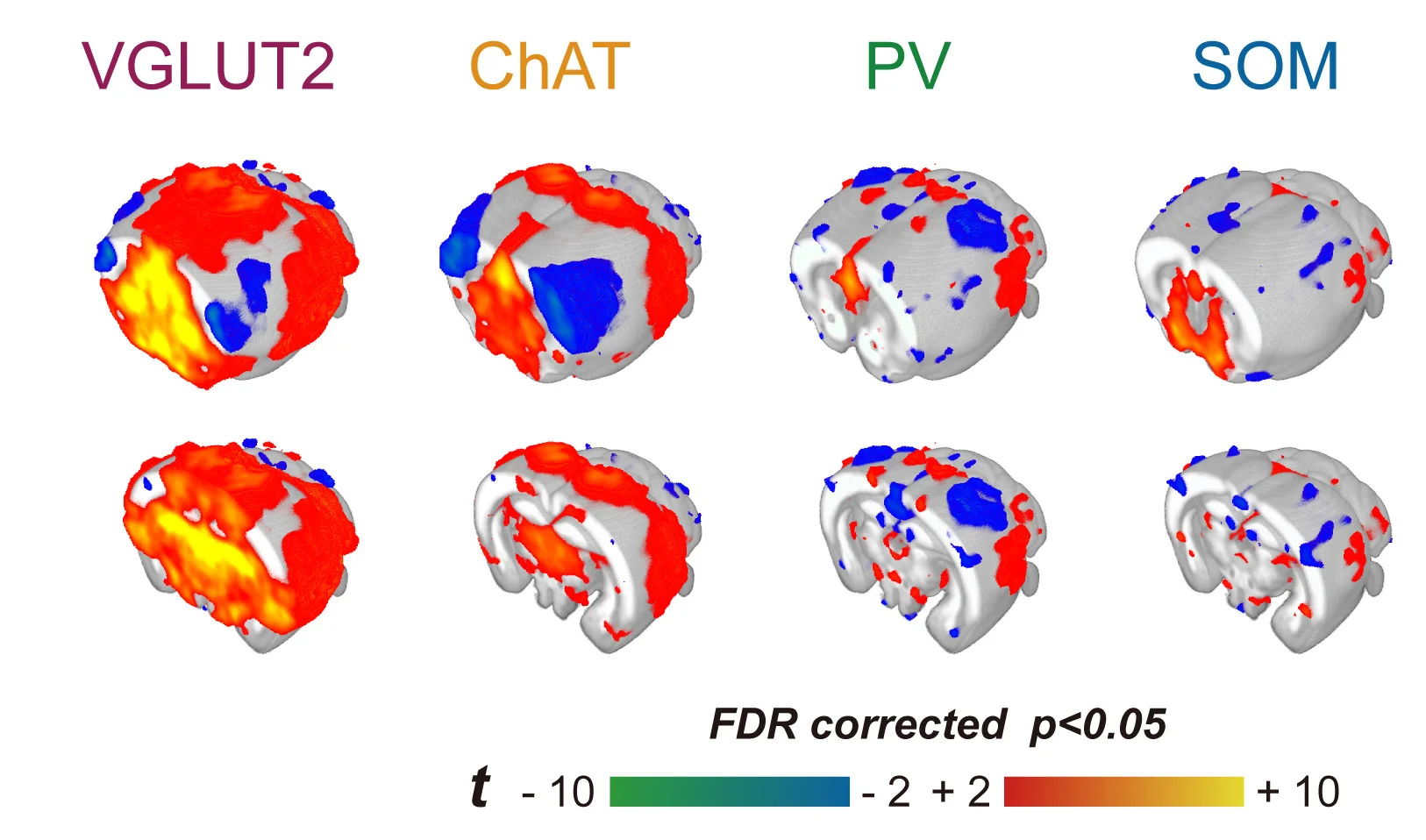 Open access visualization of 3D Plot, BOLD Activation Maps, Optogenetic Stimulation, Basal Forebrain Neurons, 3D View
