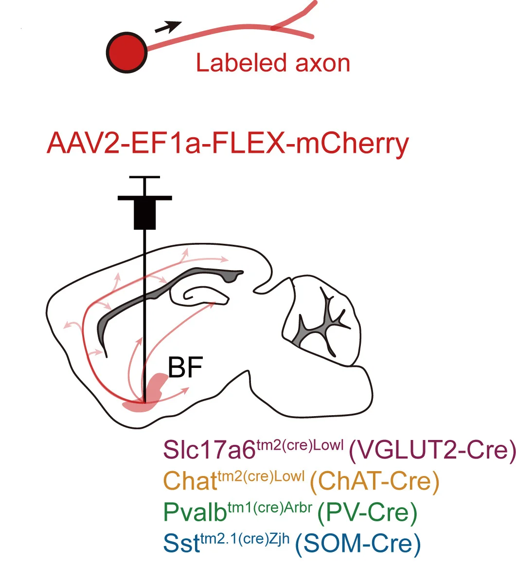 Open access visualization of Illustration, Viral Injection, Tracing, BF Projections