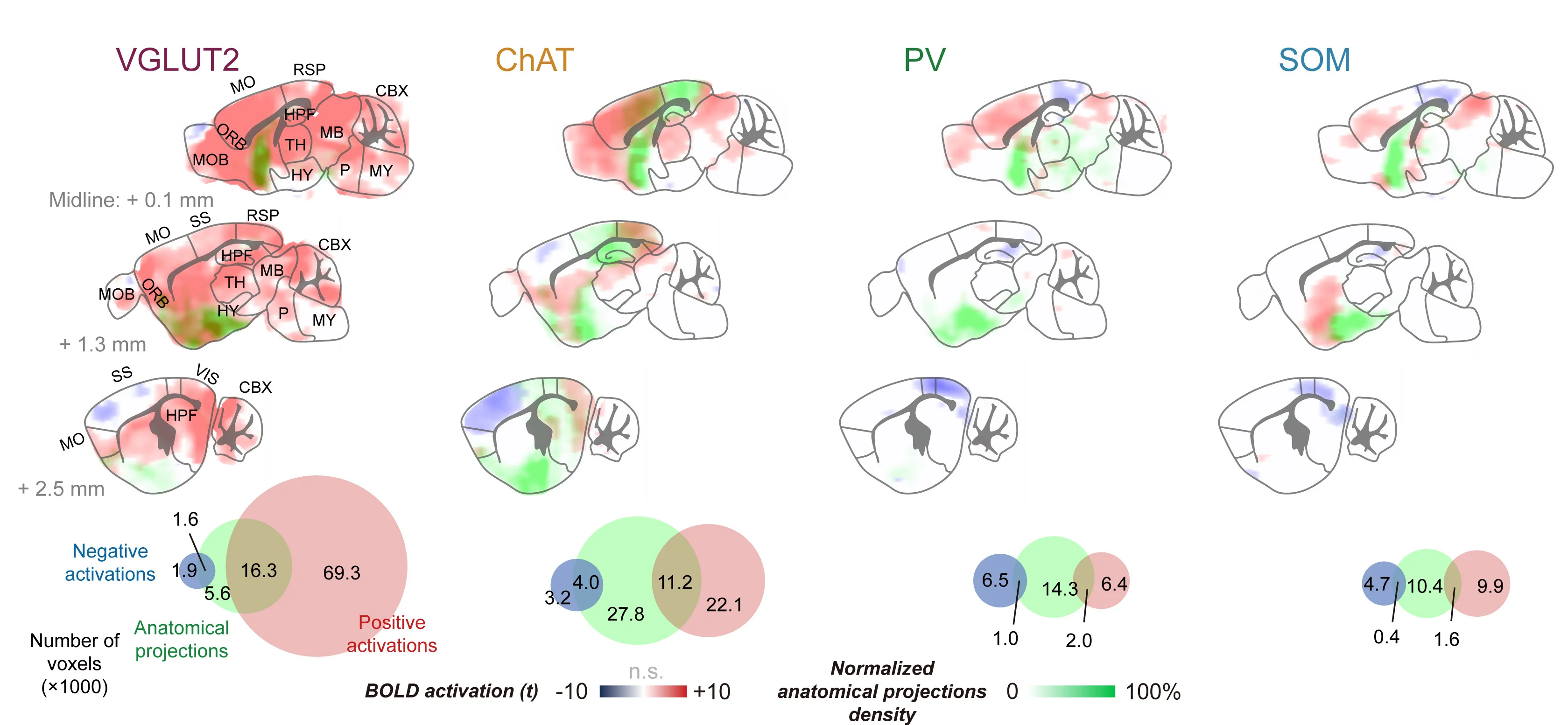 Open access visualization of Venn Diagram, Heatmap, Spatial Maps, Quantitative Evaluations, Anatomical Projections
