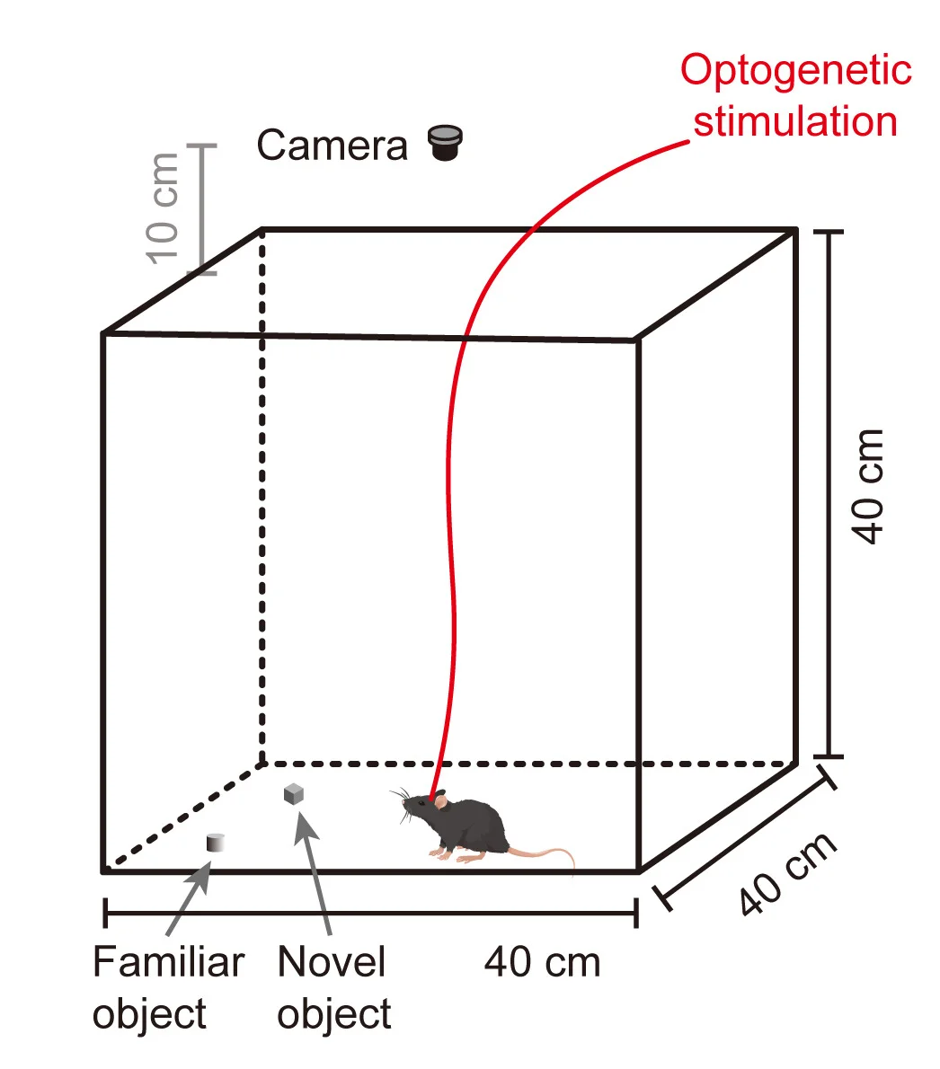 Open access visualization of Illustration, Behavioral Experiments, Optogenetic Stimulation