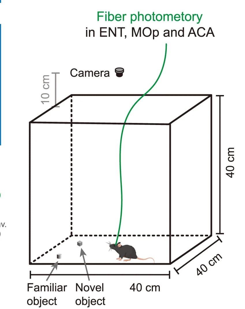 Open access visualization of Illustration, Behavioral Experiments, Calcium Fiber Photometry, Motor Area, Cingulate Area
