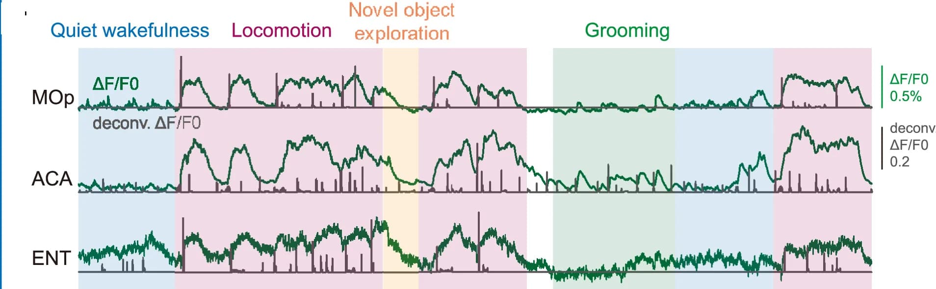 Open access visualization of Line Plot, Line Step, Calcium Signals, Motor Area, Cingulate Area