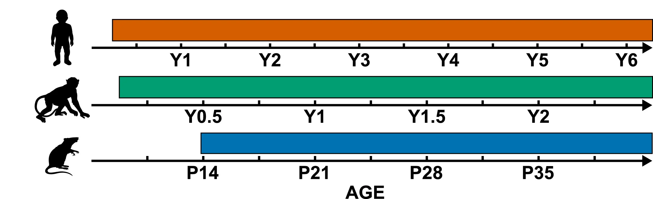 Open access visualization of Bar Plot, Developmental Timeline, Human, Non-Human Primate, Rodent