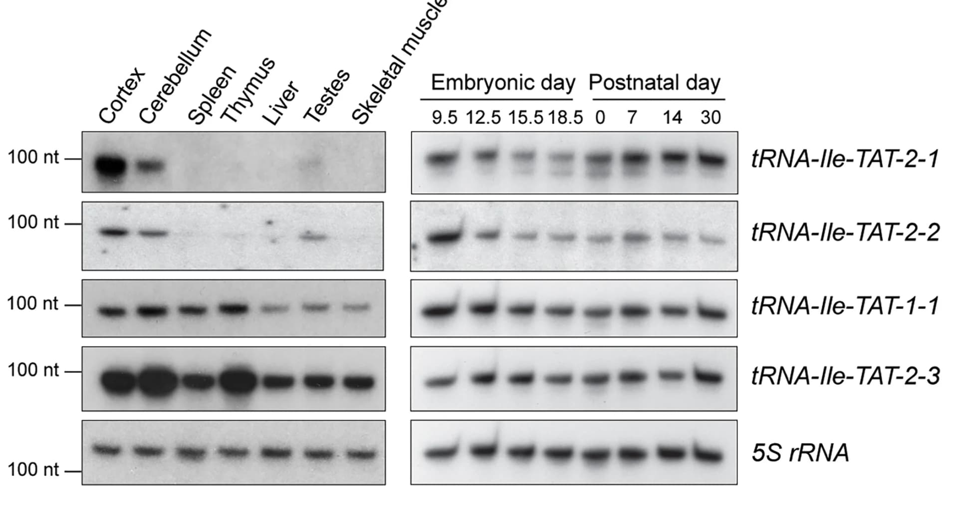 Open access visualization of Gel, Northern Blot, tRNA, Mouse, Tissue