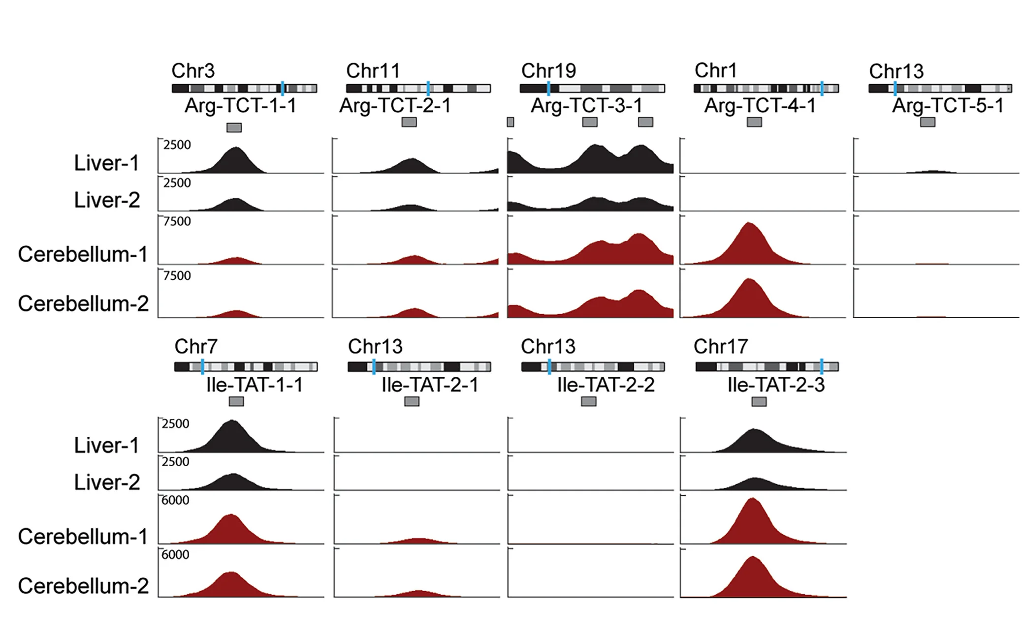 Open access visualization of Line Plot, Density Plot, ChIP-seq, Pol III, tRNAArg(TCT)