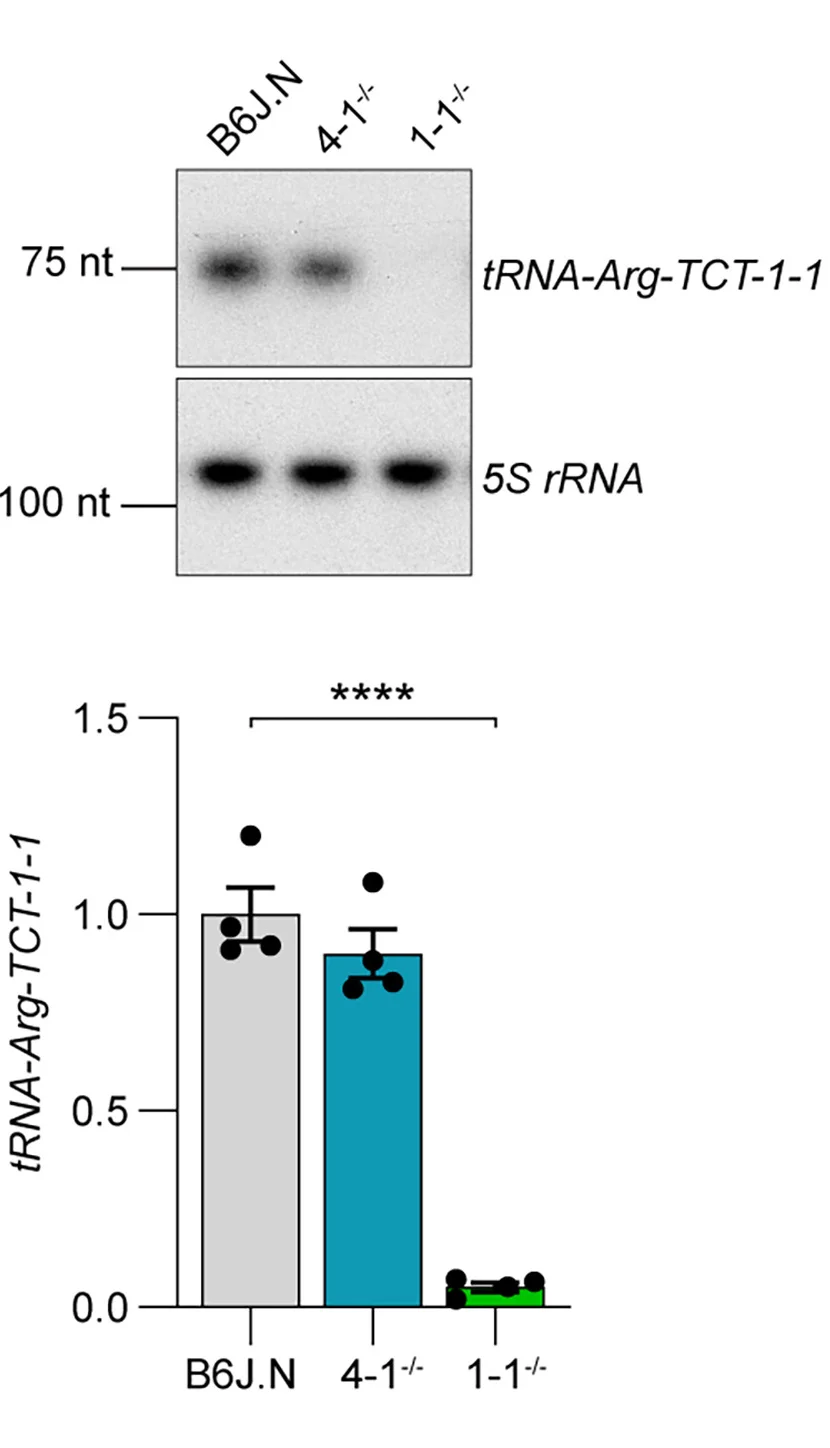 Open access visualization of Bar Plot, Error Bars, Gel, Northern Blots, tRNAArg(TCT) Isodecoders