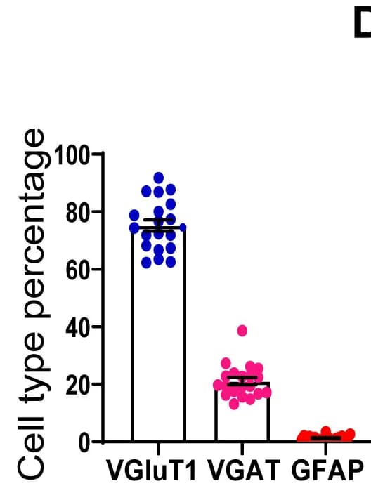 Open access visualization of Bar Plot, Scatter Plot, Error Bars, VGluT1+ Cells, VGAT+ Cells