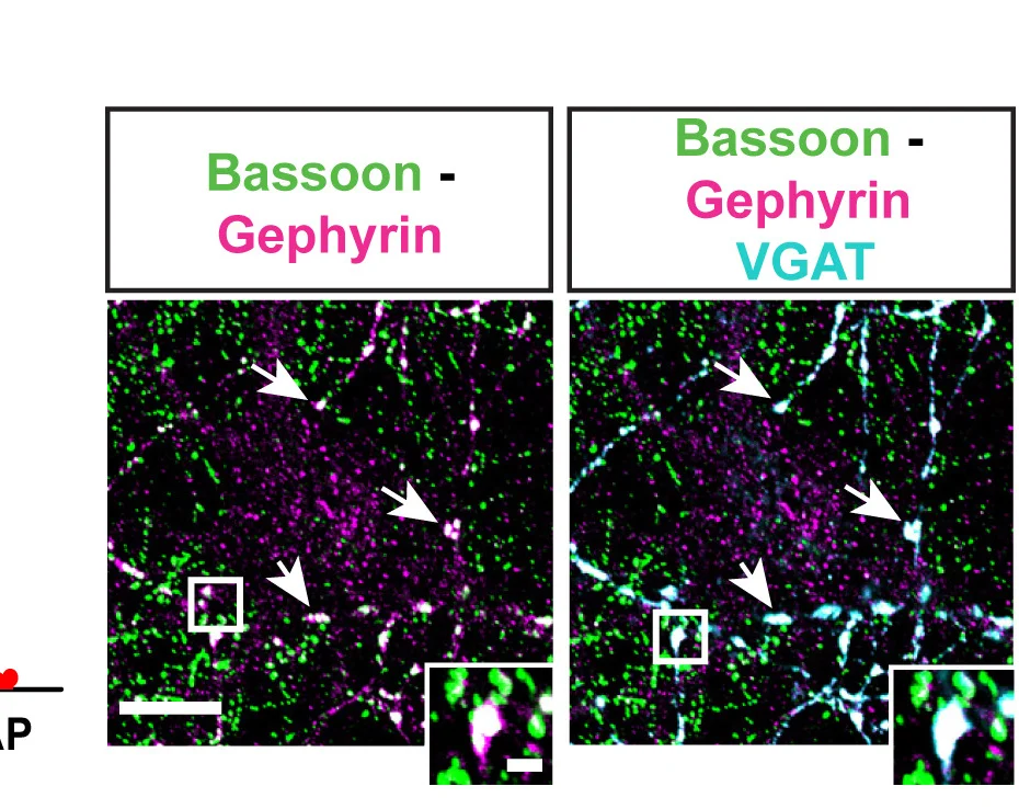 Open access visualization of Microscopy, Inhibitory Synapses, Bassoon, VGAT, Gephyrin
