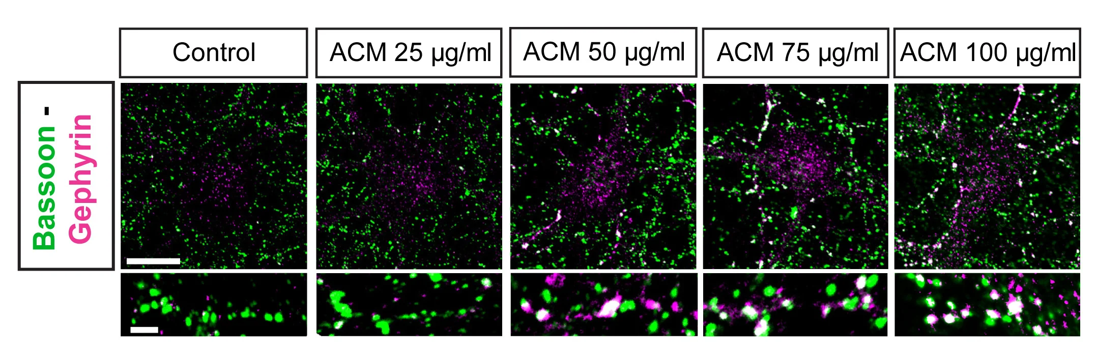 Open access visualization of Microscopy, Dose-Response Curve, ACM, Bassoon, Gephyrin