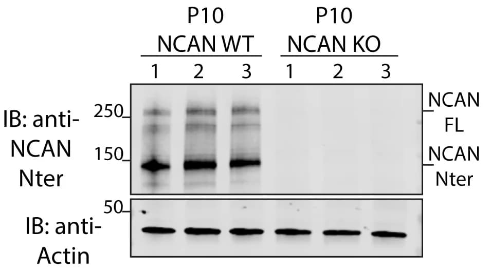 Open access visualization of Gel, Western Blot, NCAN, Cortical Lysates, WT Mice