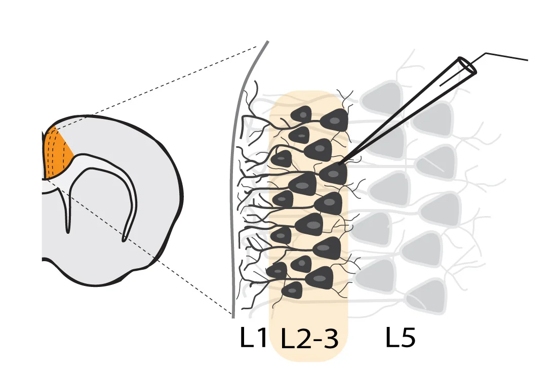 Open access visualization of Illustration, Western Blot, NCAN, Cortical Lysates, WT Mice