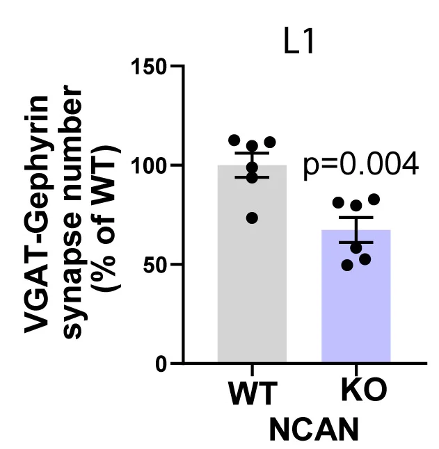 Open access visualization of Bar Plot, Error Bars, Quantification, Inhibitory Synapses, NCAN