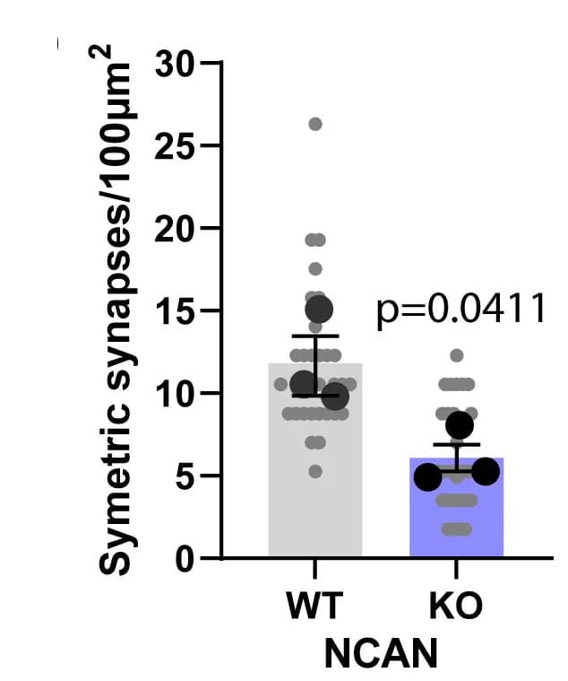 Open access visualization of Bar Plot, Error Bars, Scatter Plot, Quantification, Inhibitory Synapses