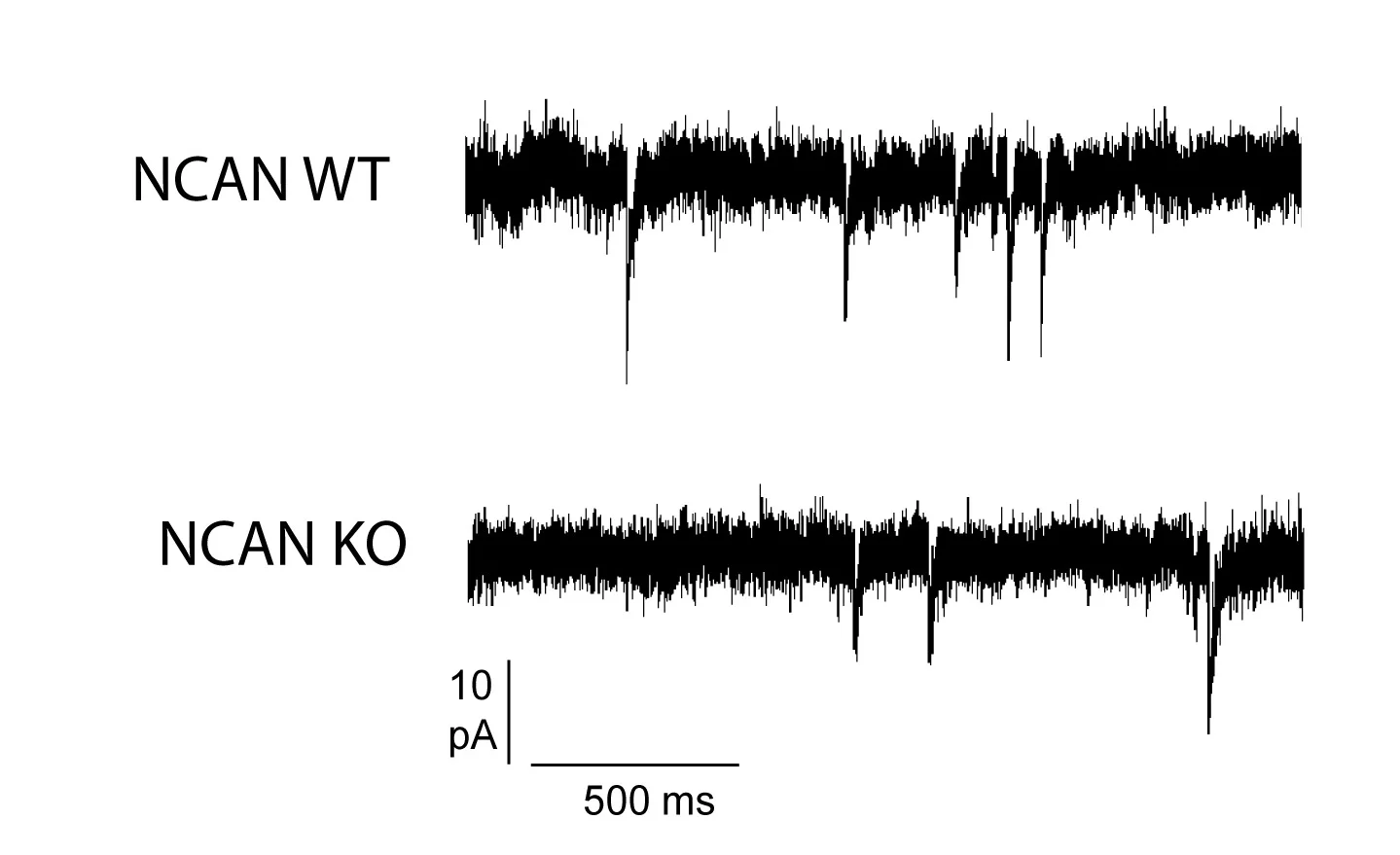 Open access visualization of Line Plot, mIPSC, NCAN, WT Mice, KO Mice
