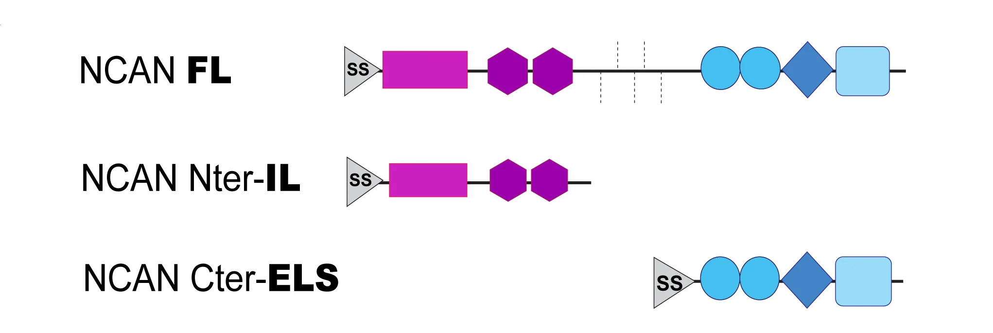 Open access visualization of Illustration, NCAN, Full-length protein, N-terminal-IL protein, C-terminal-ELS protein