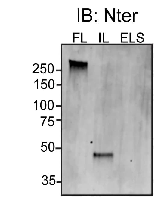 Open access visualization of Gel, Western Blot, NCAN-FL protein, IL protein, ELS protein