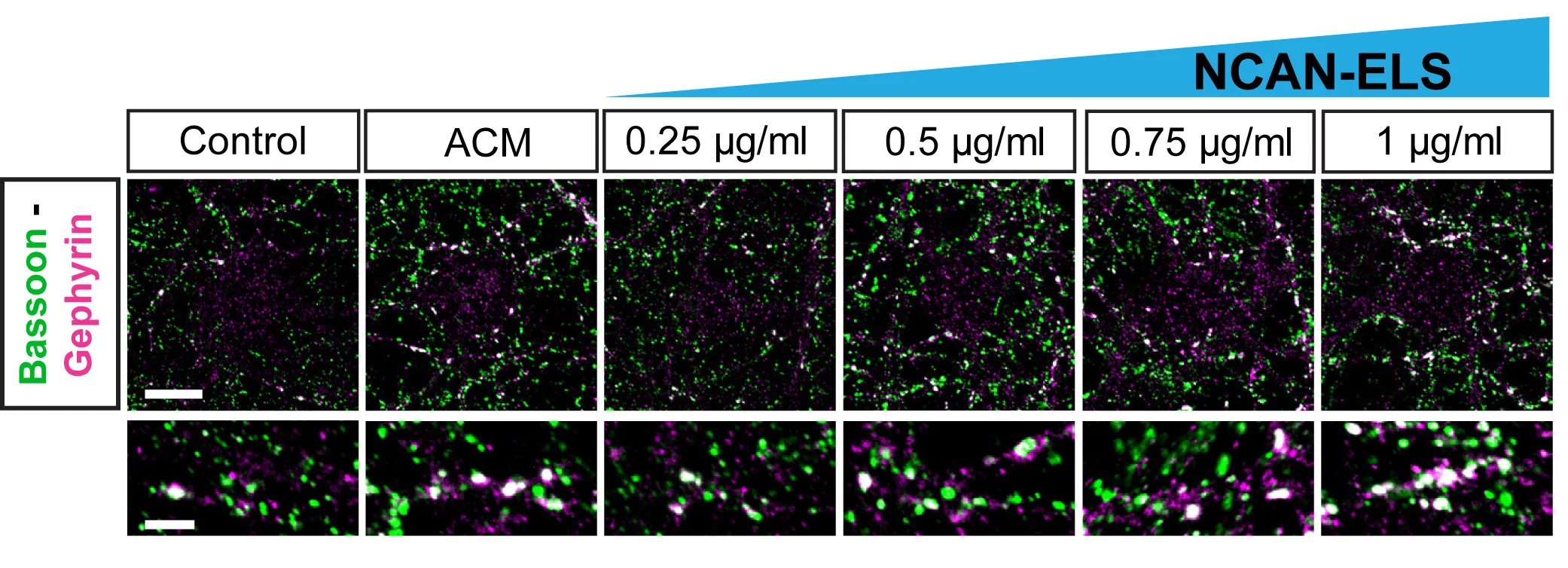 Open access visualization of Microscopy, Dose-response curve, NCAN-ELS, Bassoon, Gephyrin