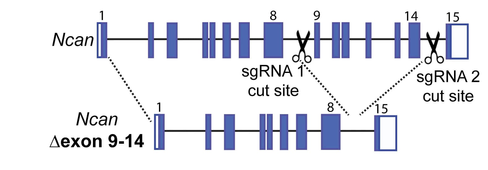 Open access visualization of Illustration, Exon Deletion, Genetic Strategy, Ncan Gene