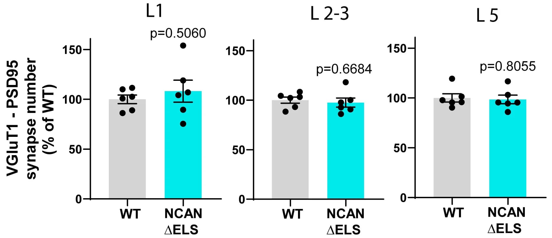 Open access visualization of Bar Plot, Error Bars, Synapse Quantification, Excitatory Synapses, Wild Type Mice