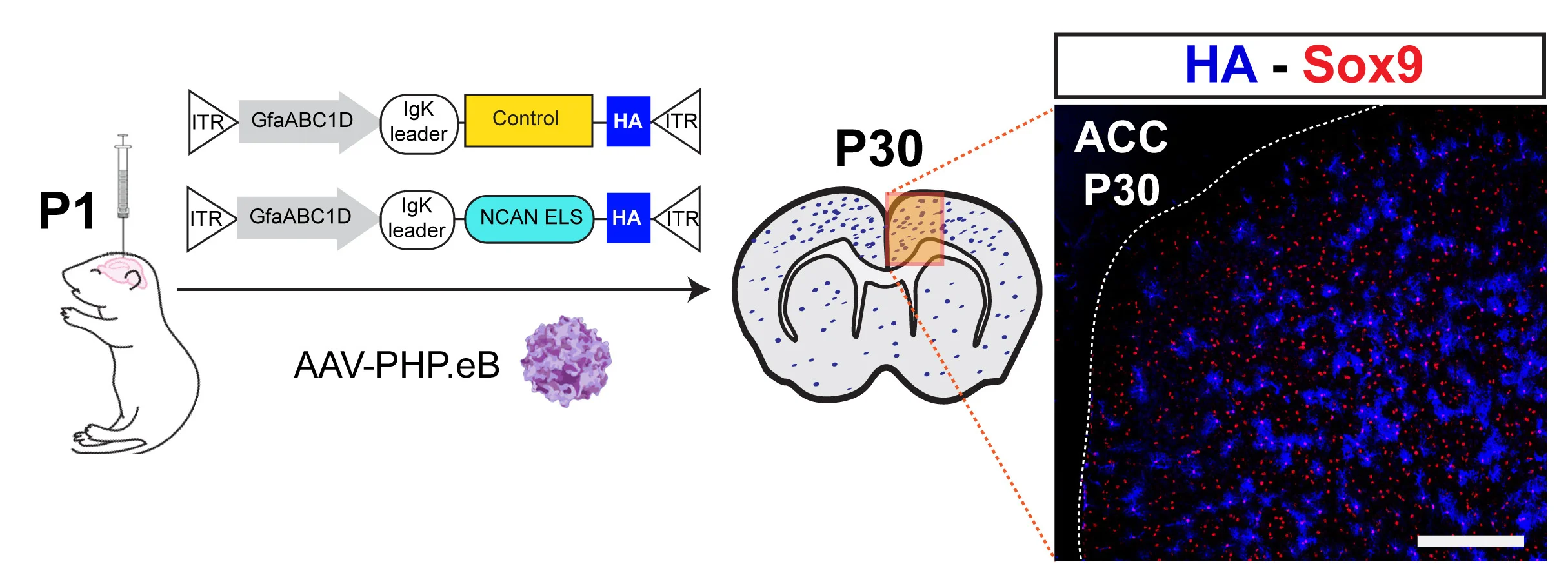 Open access visualization of Workflow, Microscopy, Illustration, Rescue Experiment, In Vivo