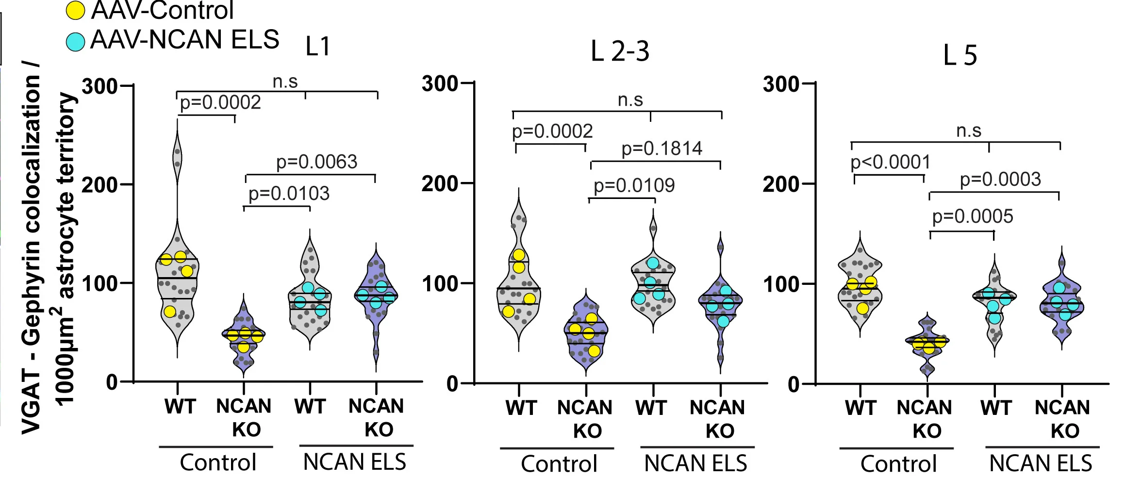 Open access visualization of Violin Plot, Scatter Plot, Synapse Density, Inhibitory Synapses, Astrocyte