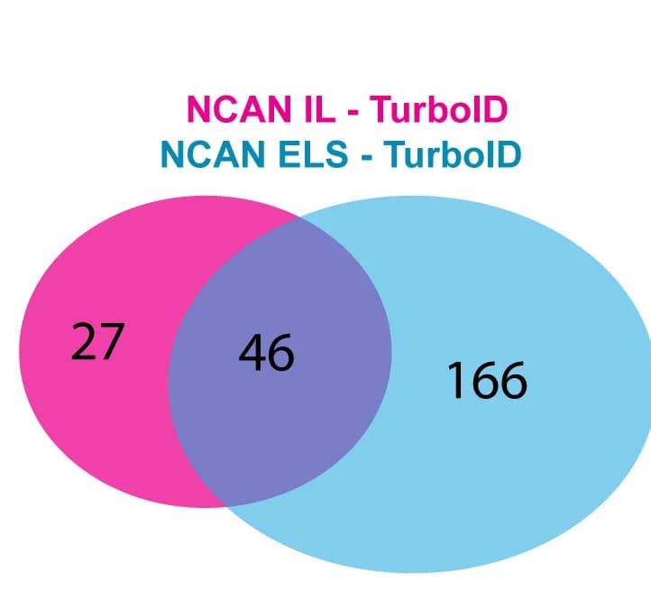 Open access visualization of Venn Diagram, NCAN-IL, ELS, Extracellular Proteome