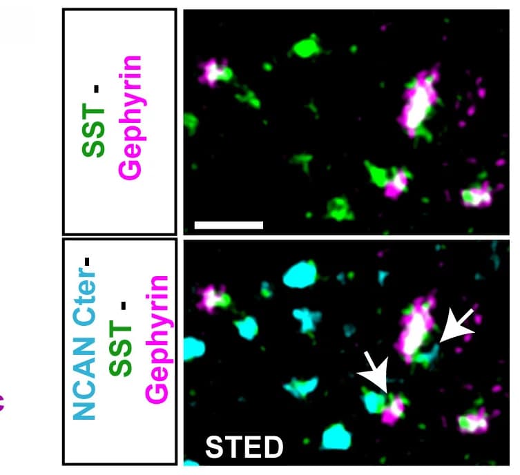Open access visualization of Microscopy, STED Image, NCAN C-terminal, SST, Gephyrin