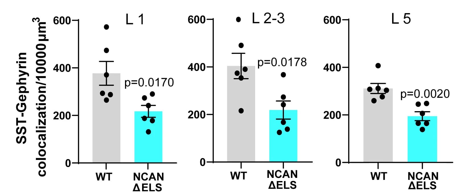 Open access visualization of Bar Plot, Error Bars, Scatter Plot, SST+ Synapse Density, NCAN WT