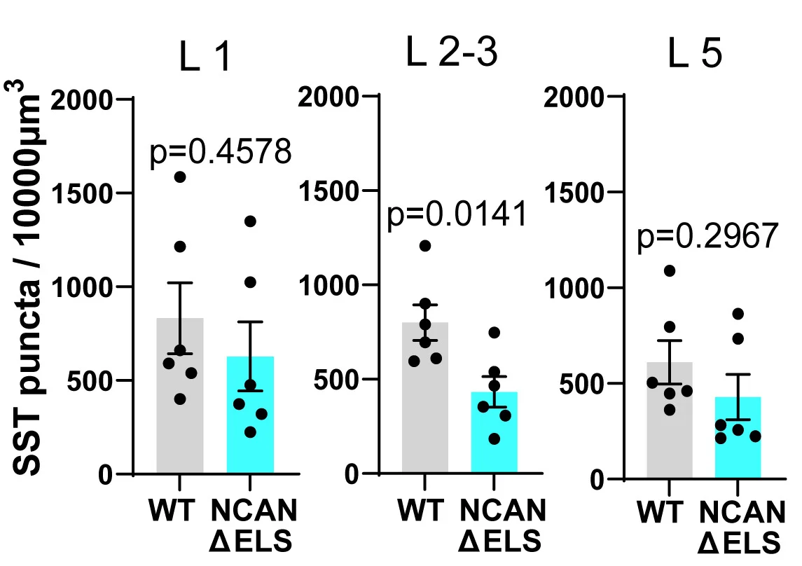 Open access visualization of Bar Plot, Error Bars, Scatter Plot, SST Puncta, NCAN WT