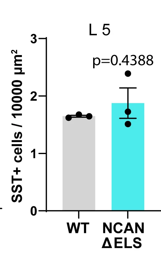 Open access visualization of Bar Plot, Error Bars, SST Numbers, L5, NCAN WT Mice