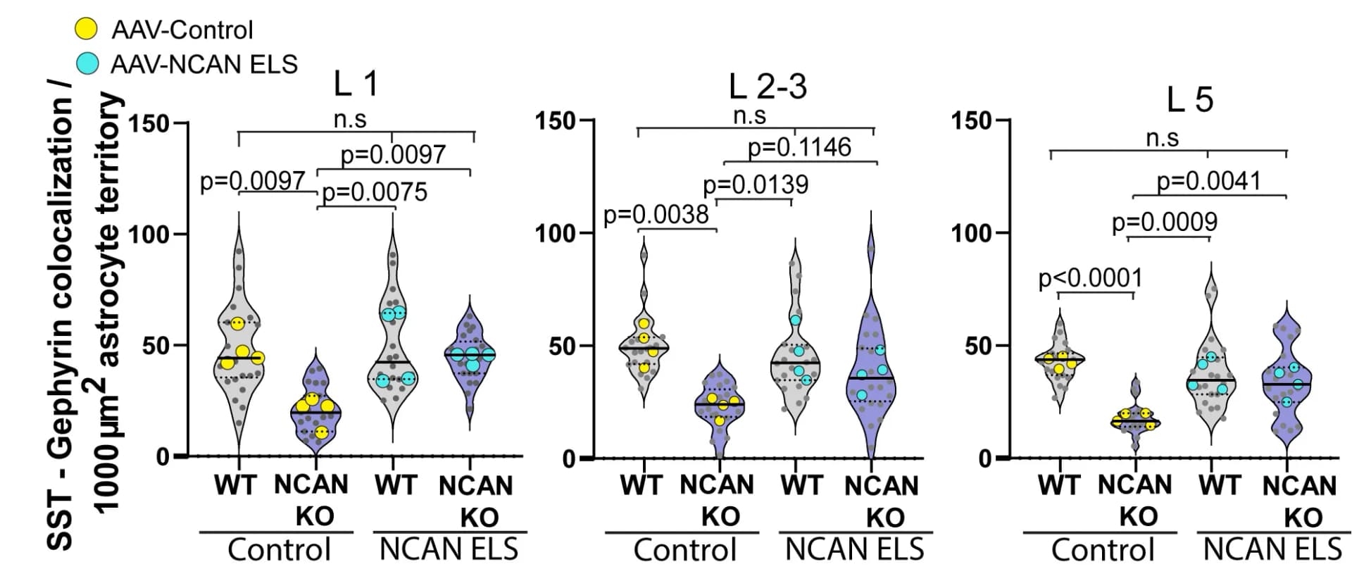 Open access visualization of Violin Plot, Scatter Plot, SST+ Synapses Density, Astrocyte, One-way ANOVA