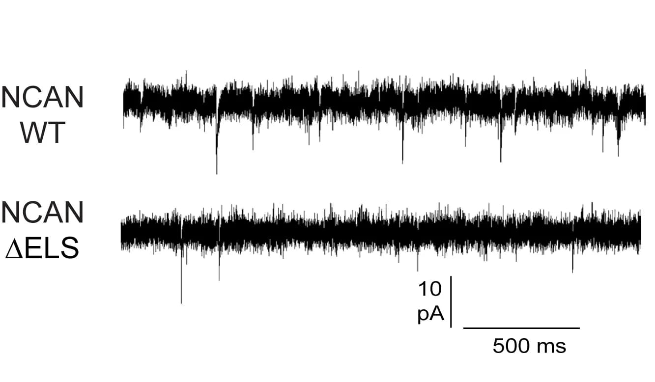 Open access visualization of Line Plot, mIPSC traces, NCAN WT Mice, ELS Mice
