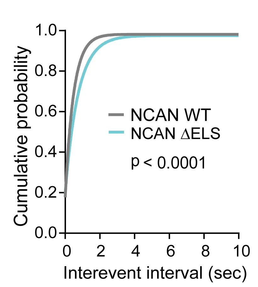 Open access visualization of Line Plot, mIPSC Frequency, NCAN WT Mice, ELS Mice, Pyramidal Neurons