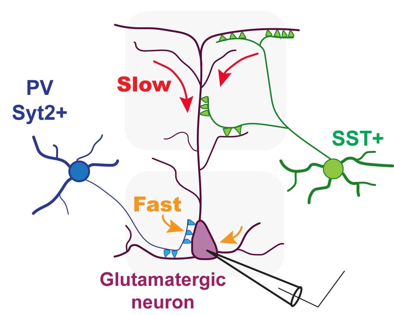 Open access visualization of Illustration, Workflow, Somatic Synaptic Inputs, Dendritic Synaptic Inputs, Pyramidal Neurons