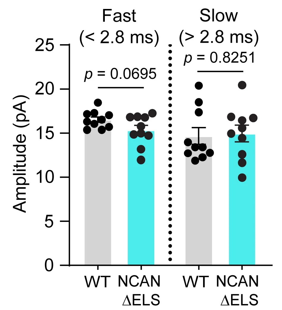 Open access visualization of Bar Plot, Error Bars, Somatic Amplitude, Dendritic Amplitude, NCAN WT Mice