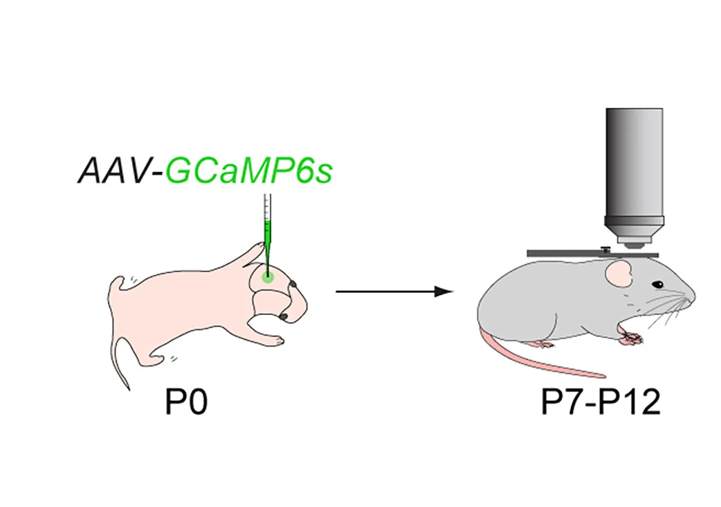Open access visualization of Workflow, Illustration, Experimental Paradigm, Imaging, Superficial Layers