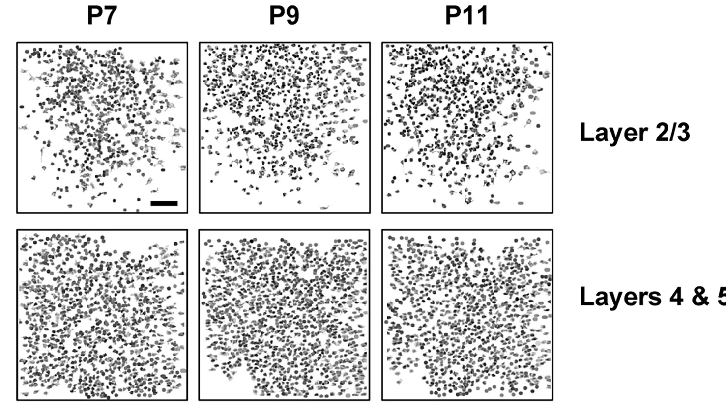 Open access visualization of Microscopy, Contour Map, Active Cells, L2/L3, L4/L5