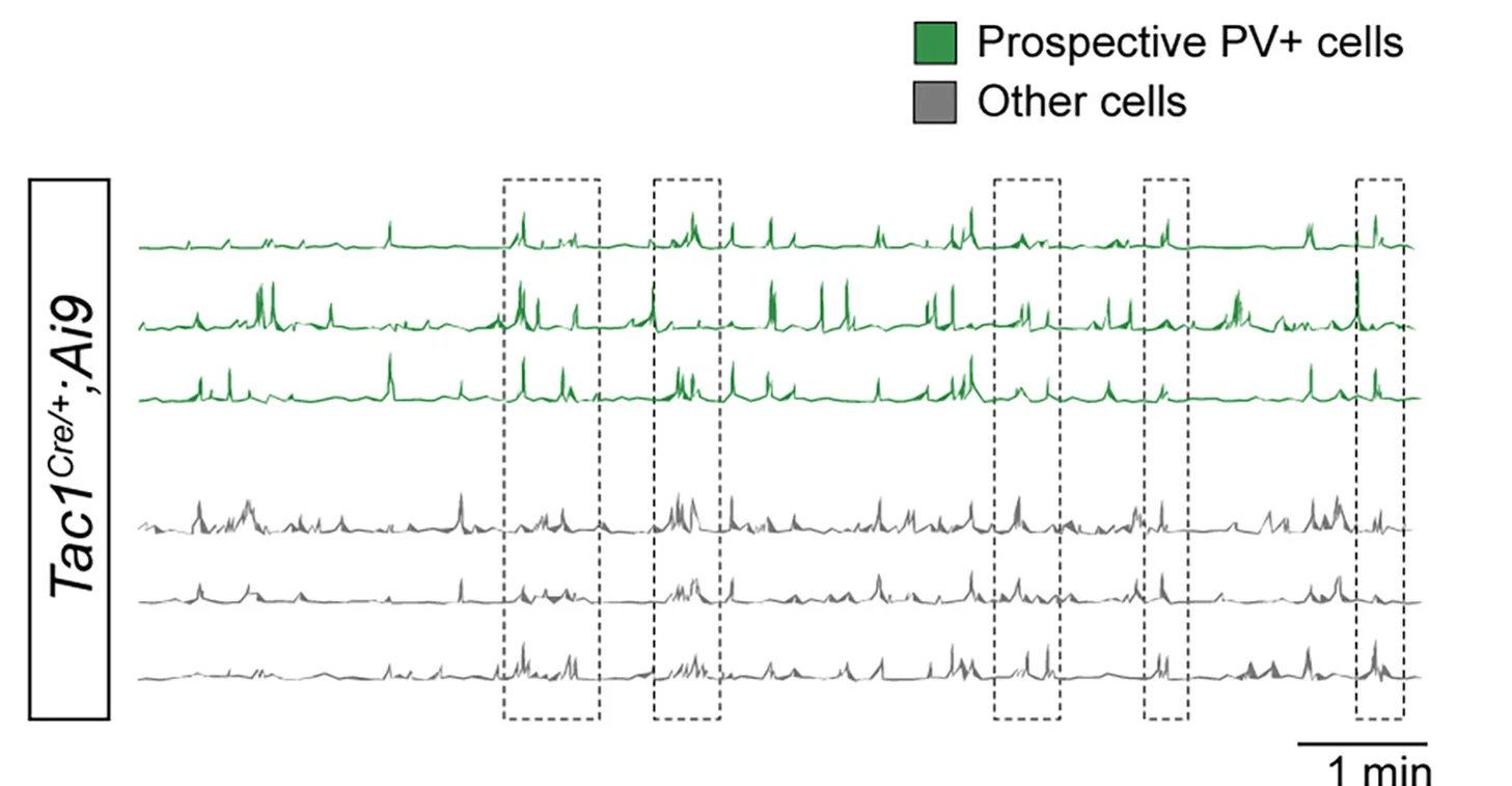 Open access visualization of Line Plot, Raster Plots, Calcium Traces, Tac1+ Cells, Other Cells
