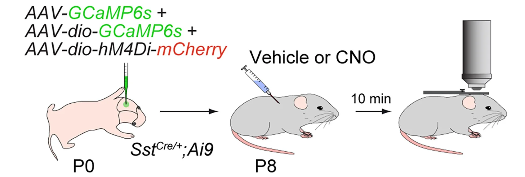 Open access visualization of Workflow, Experimental Paradigm, Vehicle-Injected Mice, CNO-Injected Mice