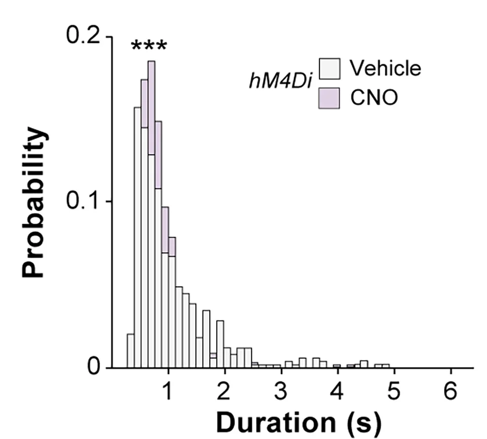 Open access visualization of Histogram, Clustered, Frequency Distribution, Event Length, Vehicle-Injected Mice
