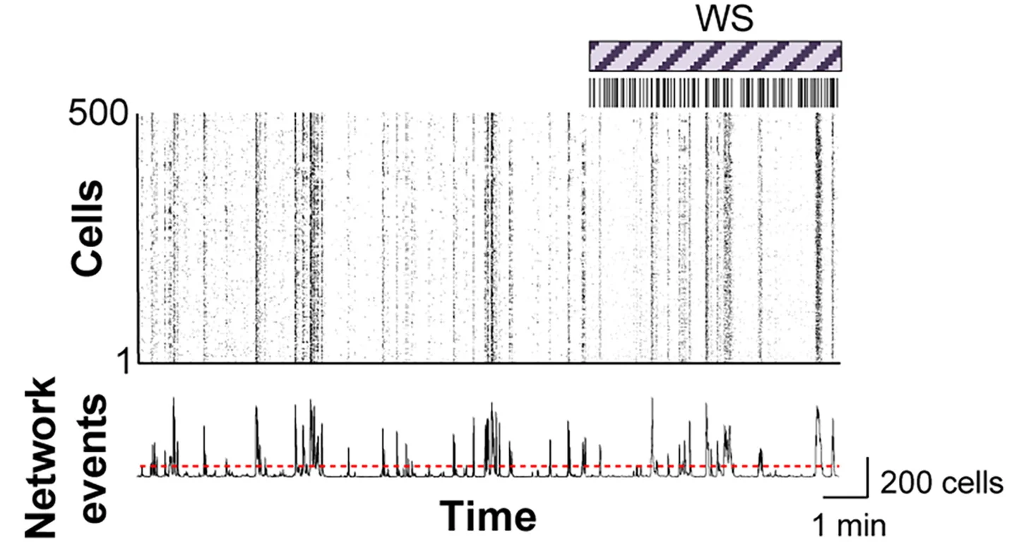 Open access visualization of Line Plot, Heatmap, Raster Plots, Cortical Neurons, Spontaneous Activity