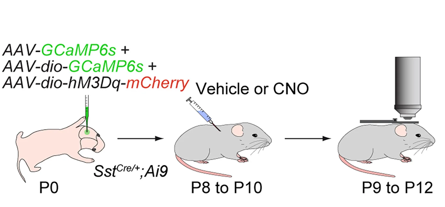 Open access visualization of Workflow, Illustration, Experimental Paradigm, Vehicle-Injected Mice, CNO-Injected Mice