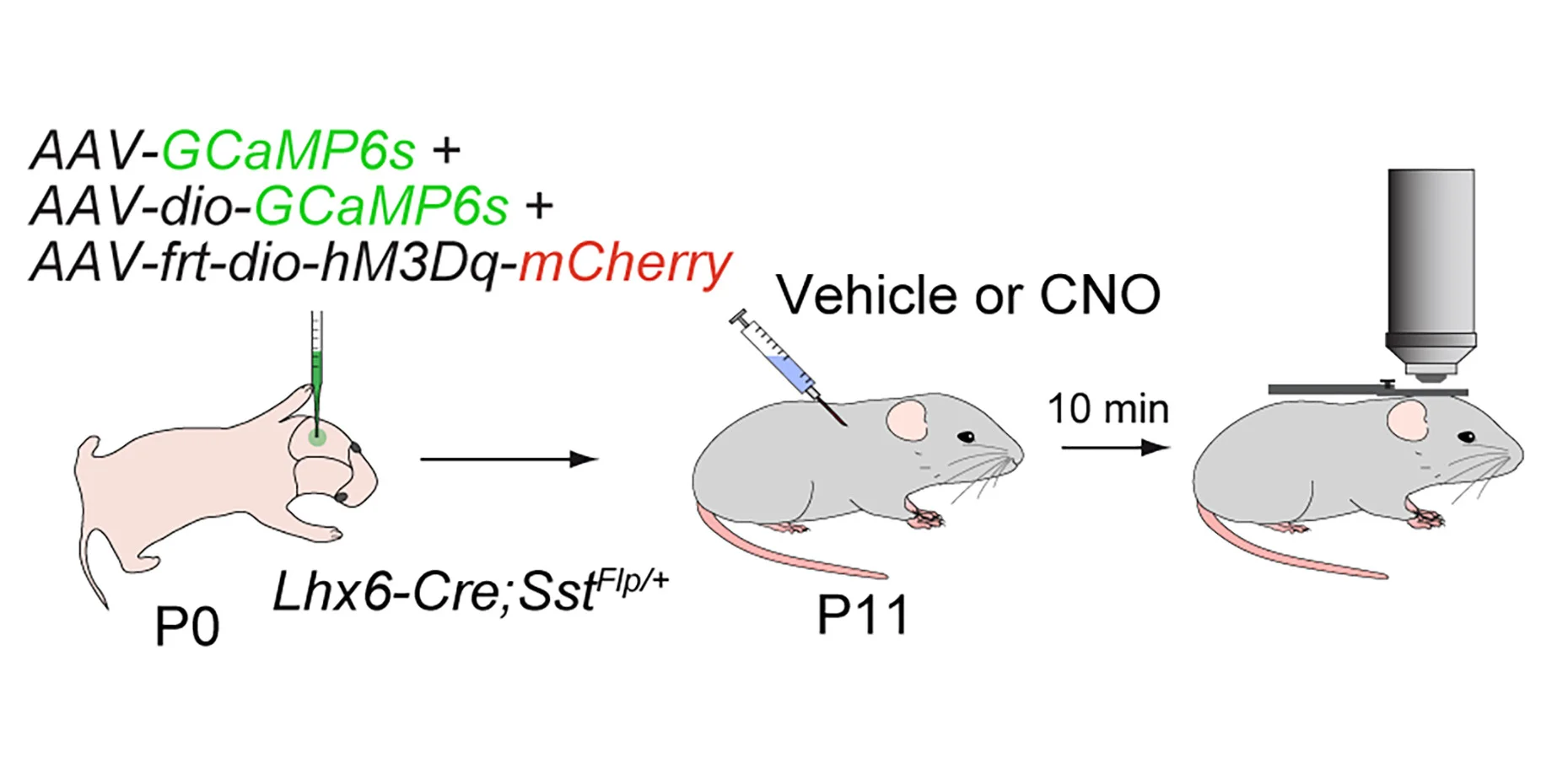 Open access visualization of Workflow, Illustration, Experimental Paradigm, Vehicle-Injected Mice, CNO-Injected Mice