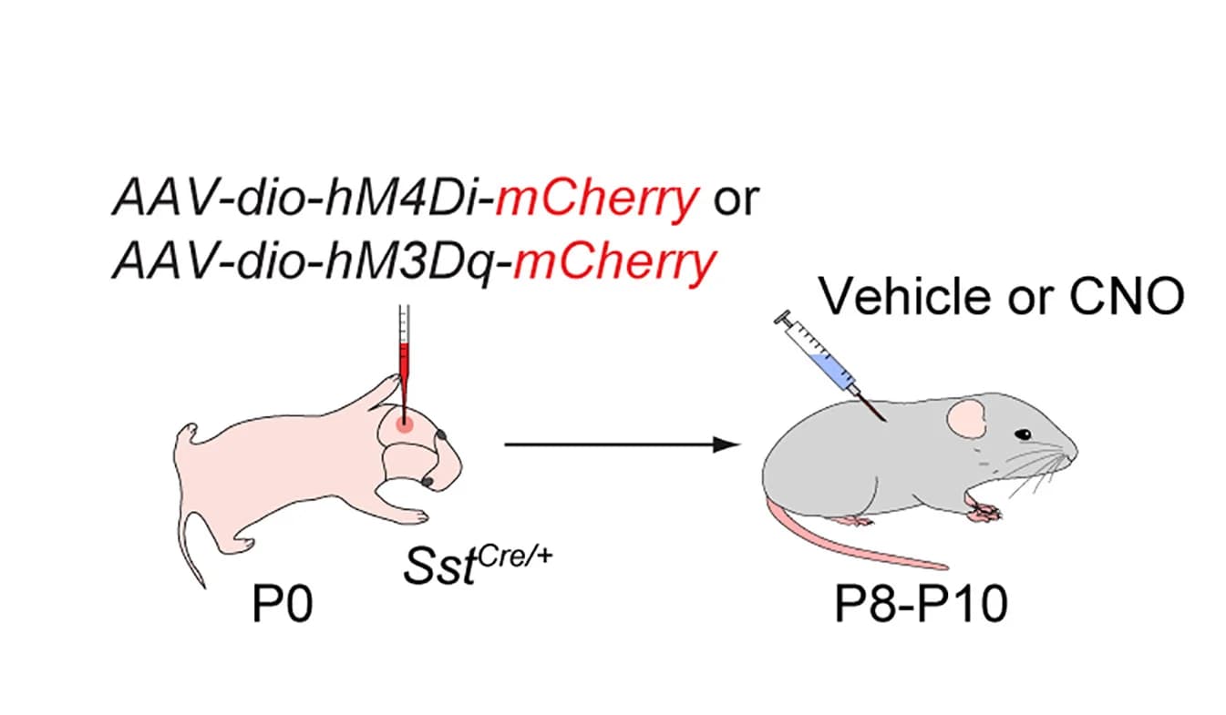 Open access visualization of Illustration, Workflow, Experimental Paradigm