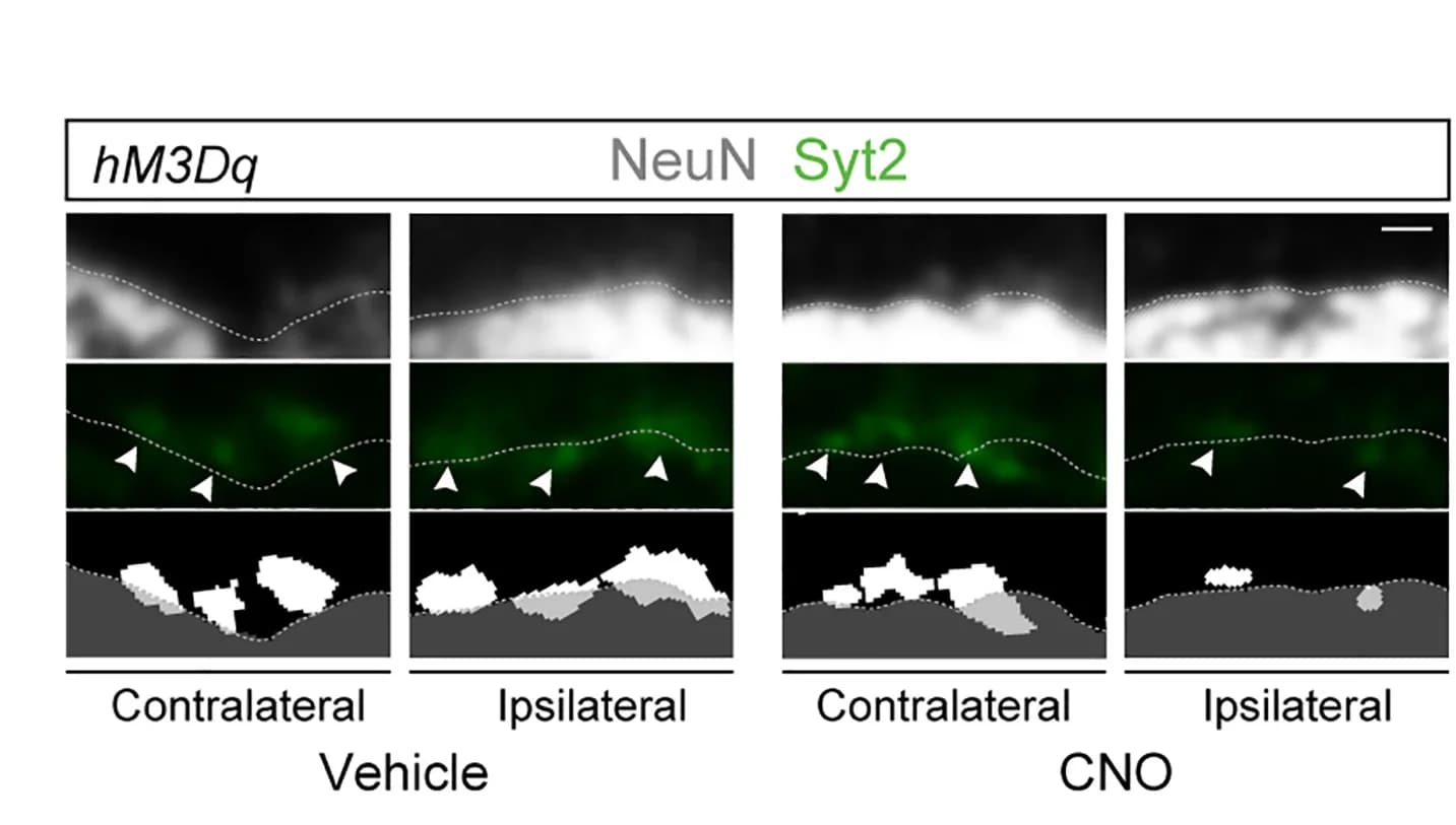 Open access visualization of Microscopy, Confocal Images, Binary Images, Presynaptic Syt2 Puncta, NeuN+ Cells