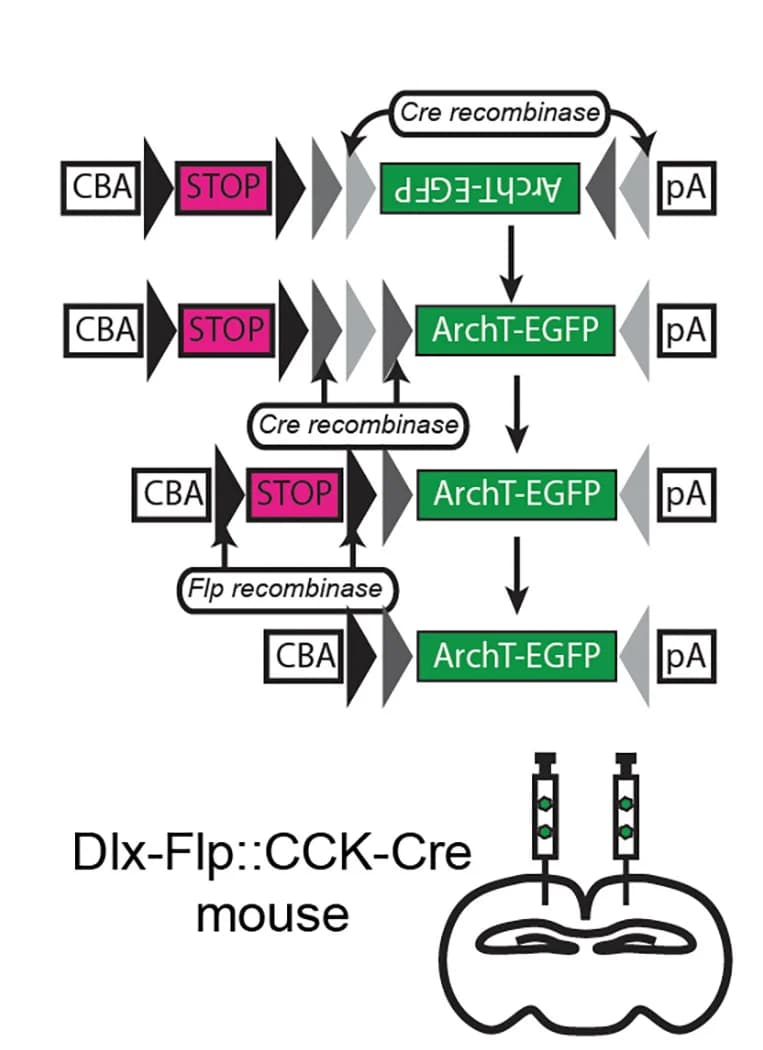 Open access visualization of Workflow, Flowchart, rAAV-C+F-ArchT-GFP, CCKIs, dCA1