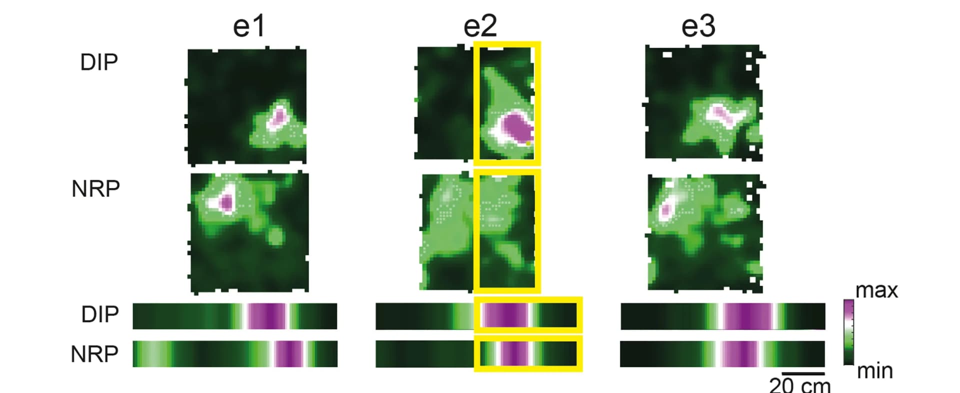 Open access visualization of Heatmap, Spectrogram, Place Fields, DIP Place Cells, NRP Place Cells