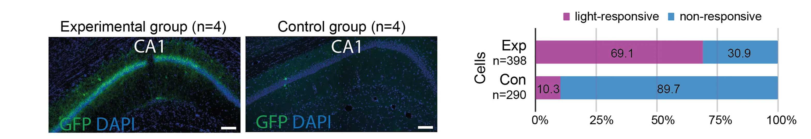 Open access visualization of Bar Plot, Stacked Bar Plot, Microscopy, CA1 Region, Dlx-FlpCCK-Cre Mice